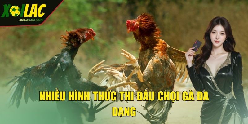 Đá Gà XOILAC - Đấu Trường Chọi Gà Trực Tuyến Đỉnh Cao 3 Nhiều hình thức thi đấu chọi gà đa dạng